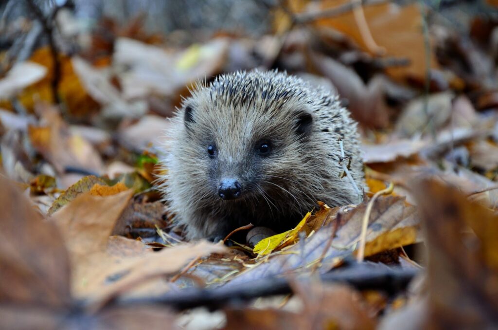 Hedgehog in fall leaves